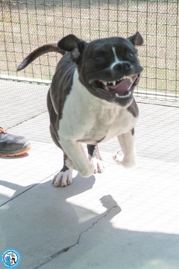 CLONY, mix amstaff giovane e pieno di vita… Foto 6